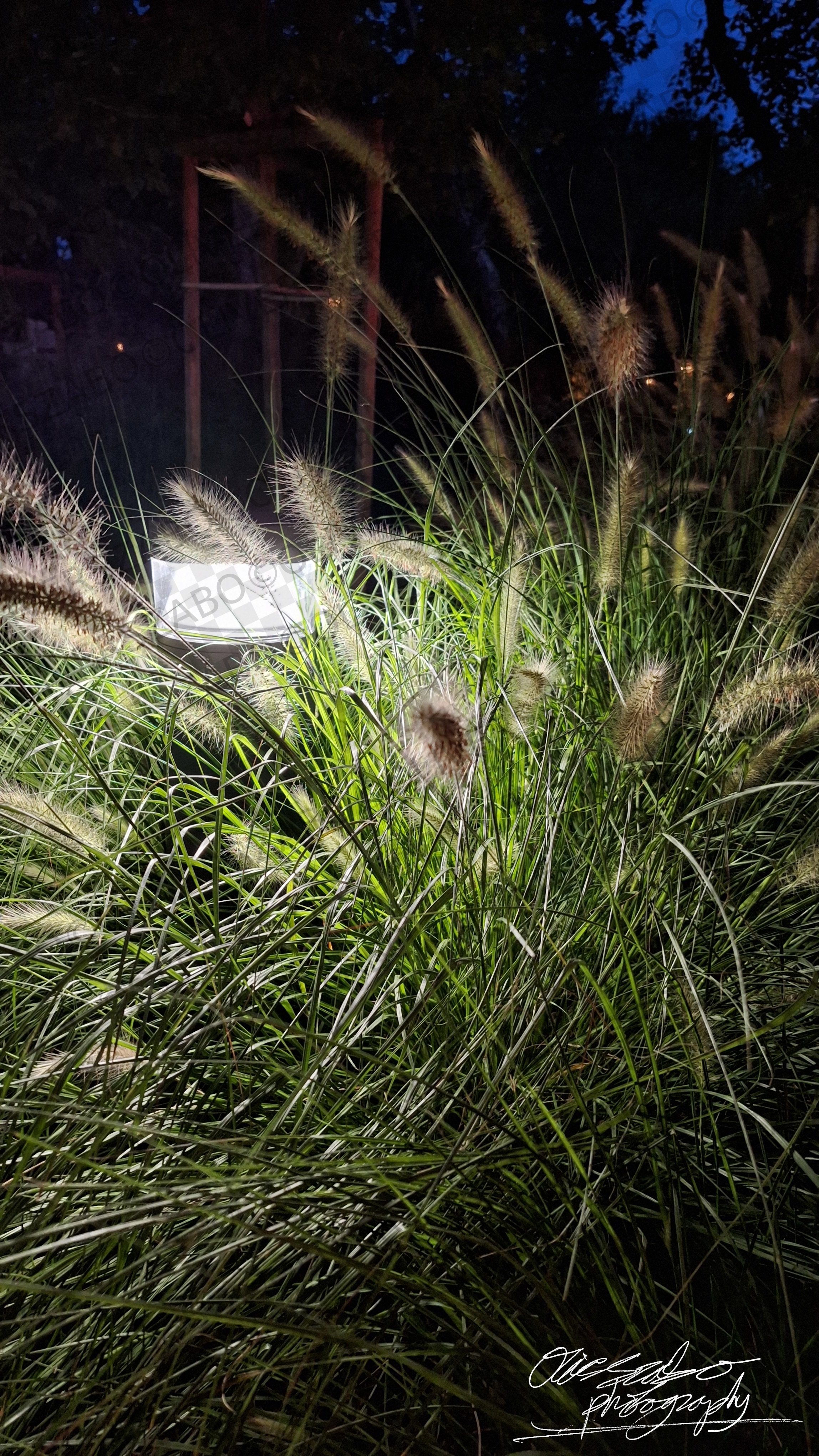Light In Plant At Night